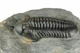 Morocconites Trilobite Fossil - Ofaten, Morocco #334939-1